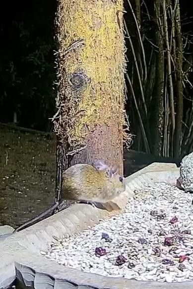livebirdspoland_6fc771536c547922667624ffa3d9e153.jpg