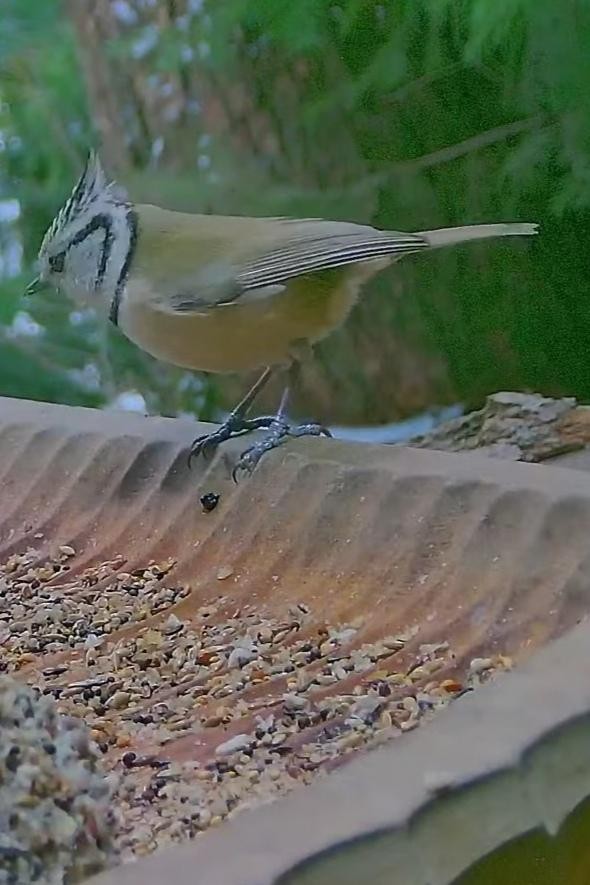 livebirdspoland_f3df536701309d7fb870349b12537364.jpg