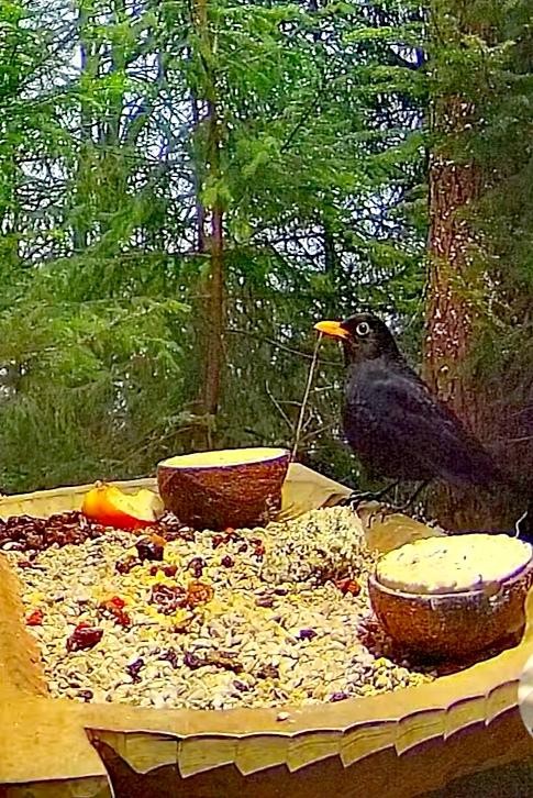 livebirdspoland_000dbe4591870b967b551e3b3eecf3dd.jpg