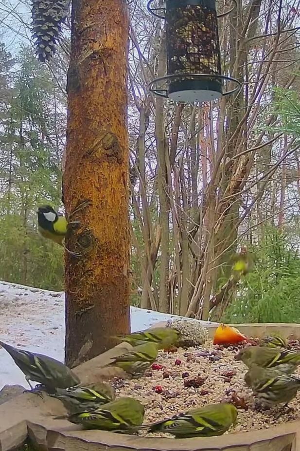 livebirdspoland_89239e91a9c93b9c9995374743685eeb.jpg
