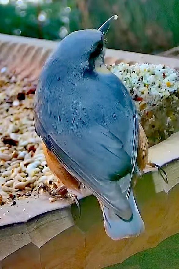 livebirdspoland_009bc312b4215326bff7b154a4d4b662.jpg