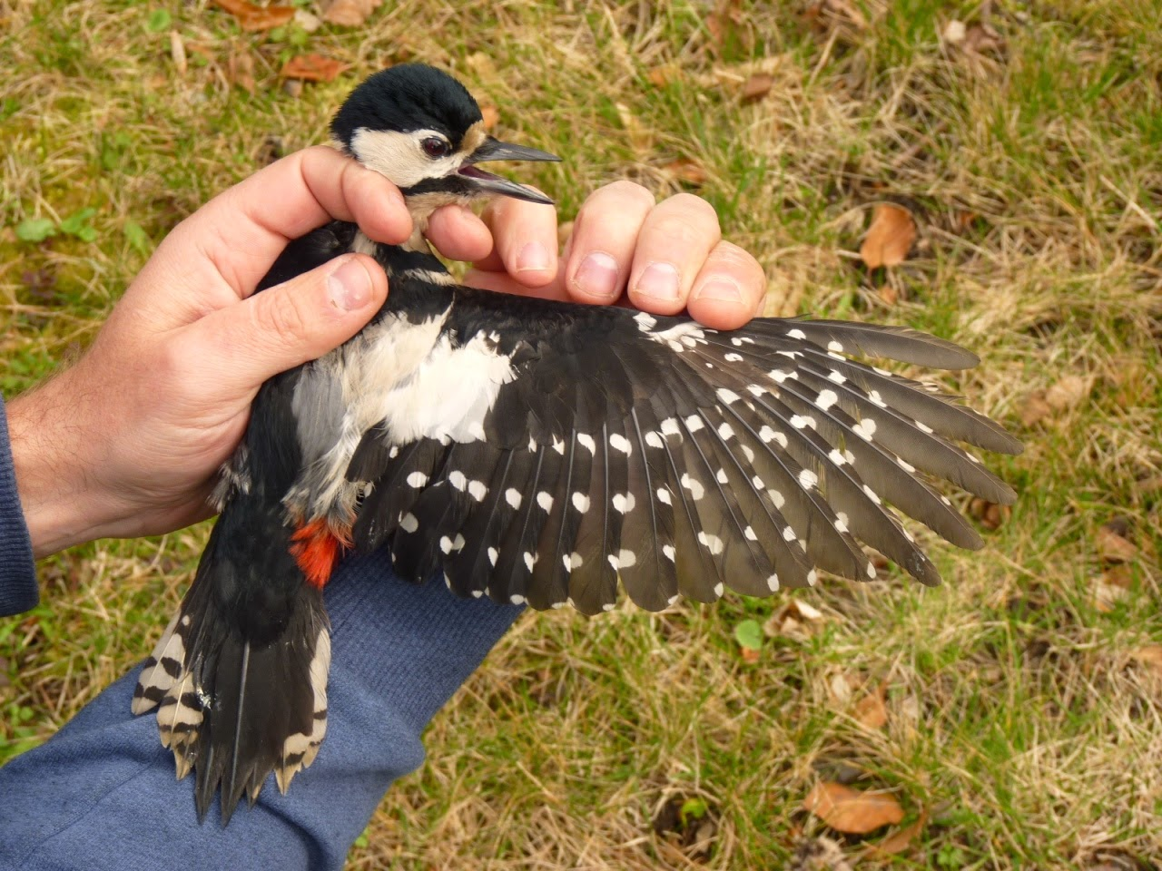 livebirdspoland_89ffb82909f79d3a1190faa6bc2987e5.png