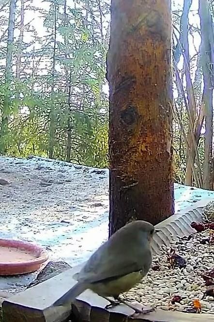 livebirdspoland_ca9fc1ebb4a2b5fe646c8ef7a0d3e1c9.jpg