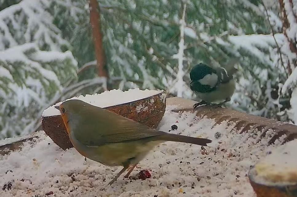 livebirdspoland_ebc4b205ee32aef936fd07c448883727.jpg