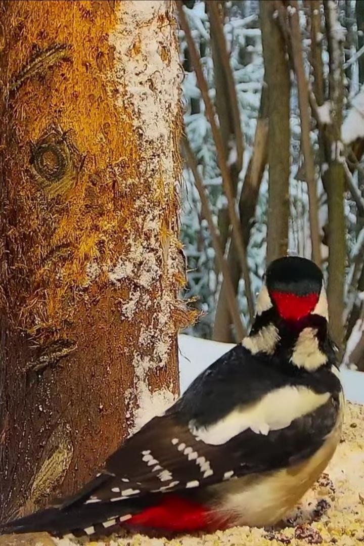 livebirdspoland_45715bdd3745b2f162548bd62d1bcea0.jpg