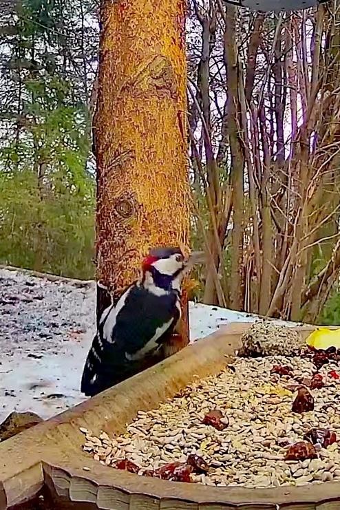 livebirdspoland_197f4c529884c9b1363bf4688ef2c2aa.jpg