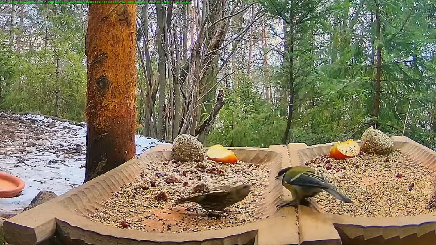livebirdspoland_f5e5313d1470629ae1661825a96942ec.png