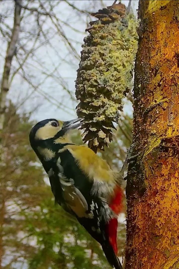 livebirdspoland_c5b1ac44fb602088682876e0e2df31f0.jpg