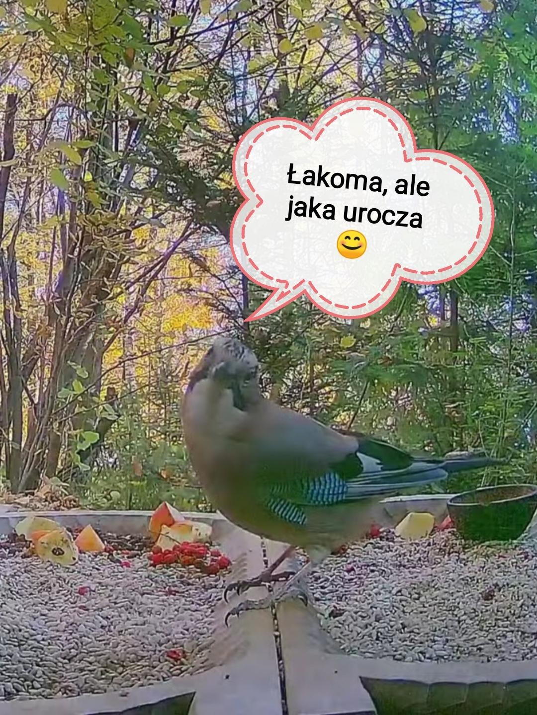 livebirdspoland_8bd2bc4e82c22ba50a0164cf5c51c76c.jpg