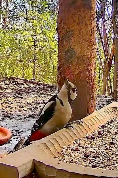 livebirdspoland_266bbc7c3201c16f34a596515dfe28a1.jpg
