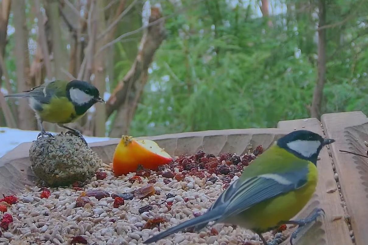 livebirdspoland_ccd08c90fdcd26f7af48ba25d546b41b.jpg