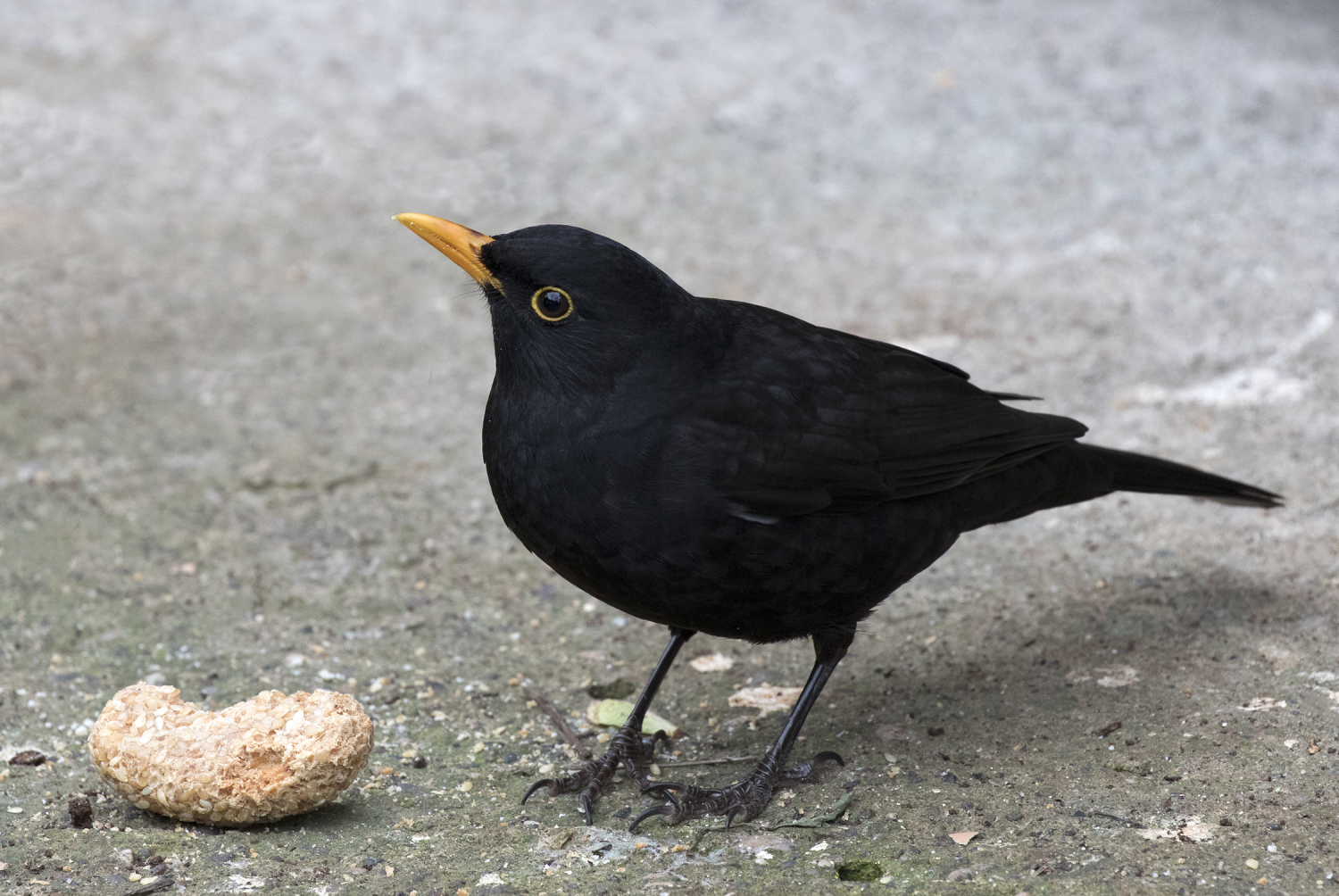 livebirdspoland_894ada96557e1c42364c9782cb12ca5a.png