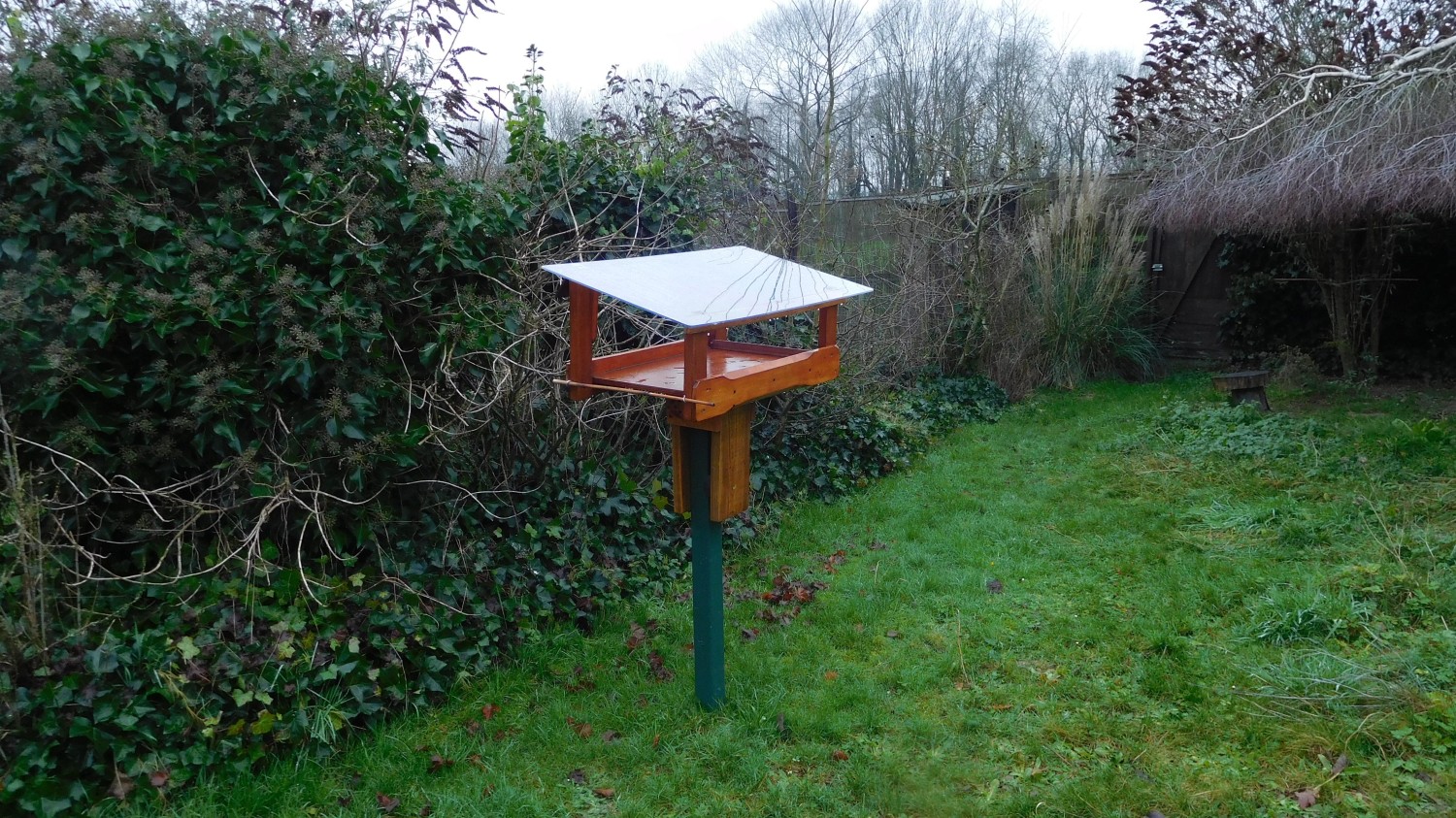 livebirdspoland_79229d8e278fe7588d75154367a852f8.jpg