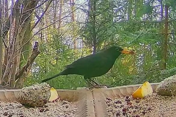 livebirdspoland_e671a77b31cbbd9fb13399a46f2e1c71.jpg