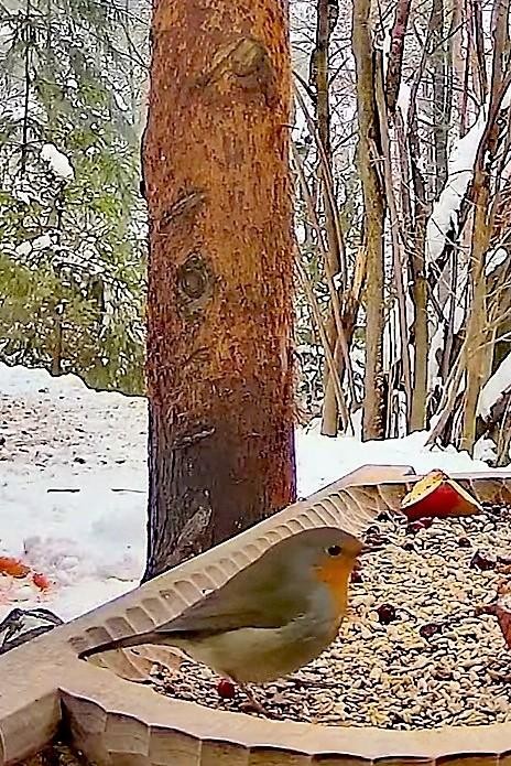 livebirdspoland_0961df48f79a75a53f6b28f9f8ac0db3.jpg