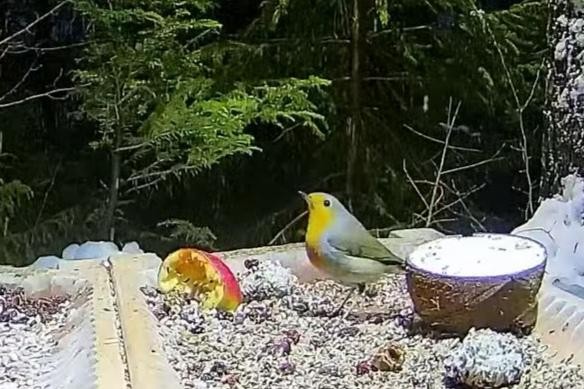 livebirdspoland_32710b5baeb8b76e8ecac3873e062604.jpg