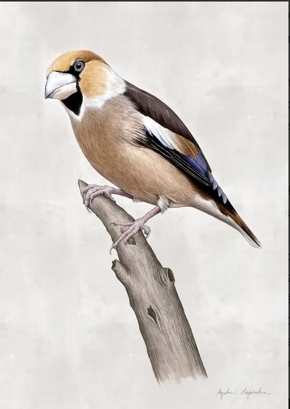 livebirdspoland_fed7cea1dc572ef03465704008e00347.jpg