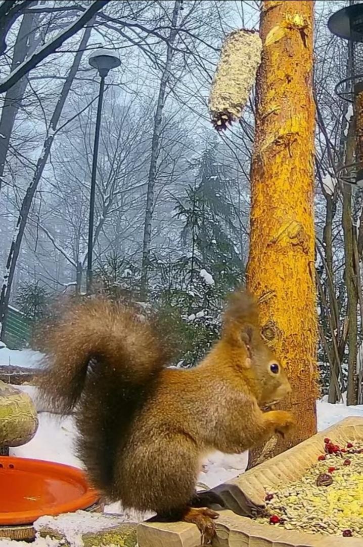 livebirdspoland_81f36f7e2282b2bcb813880264bddfe9.jpg