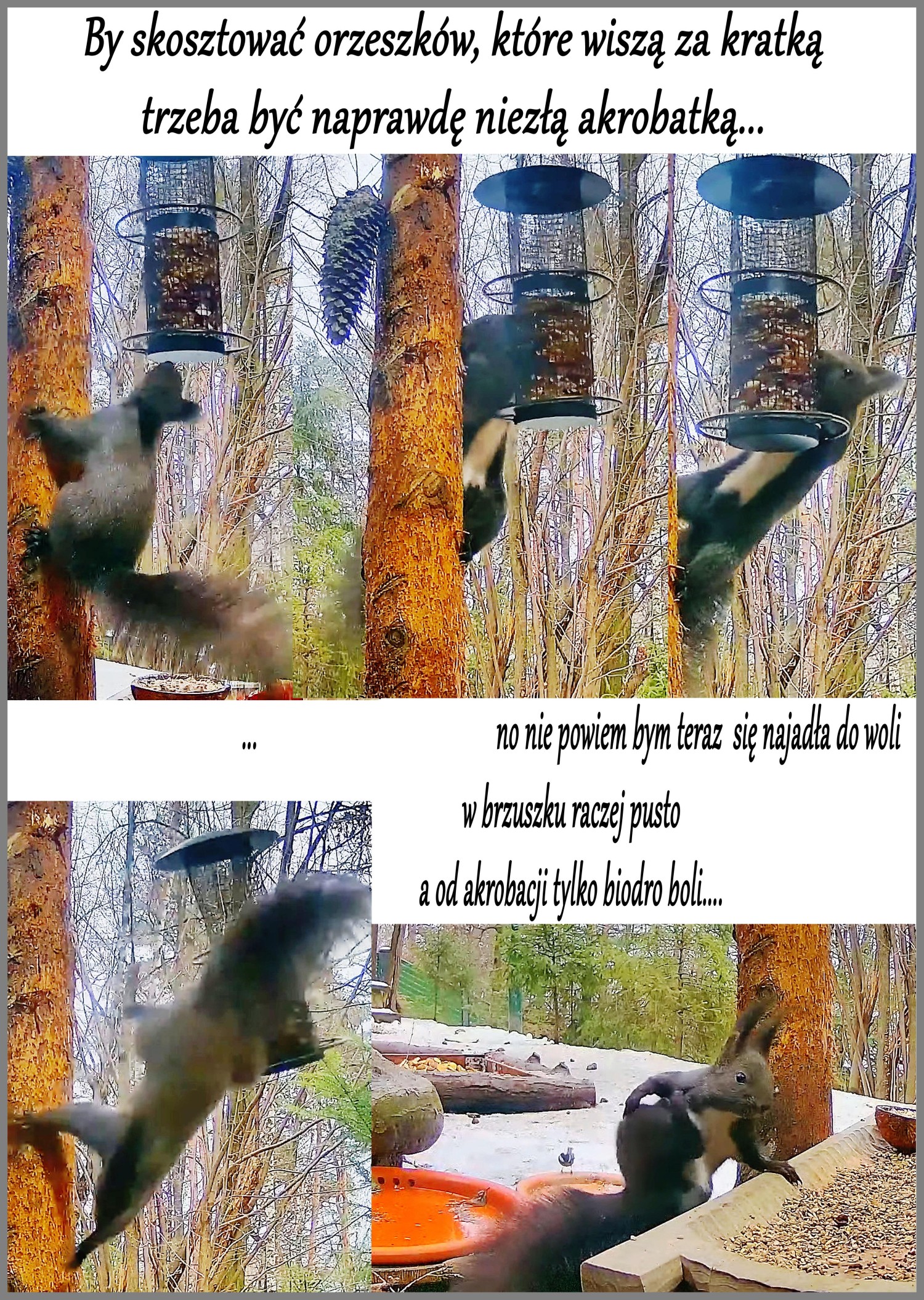 livebirdspoland_e46b1371a81b28d2f412159c36f58efd.jpg
