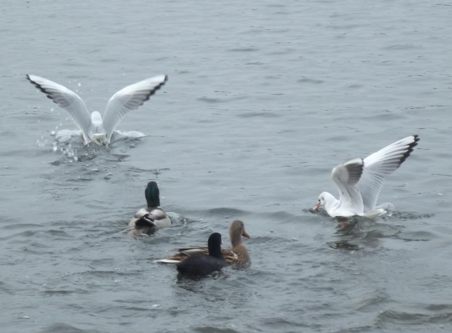 livebirdspoland_0336769f51b13ed1ab87e214d471970e.jpg