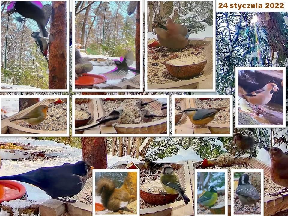 livebirdspoland_a7e92406a9f3abccf333ff226e661b55.jpg