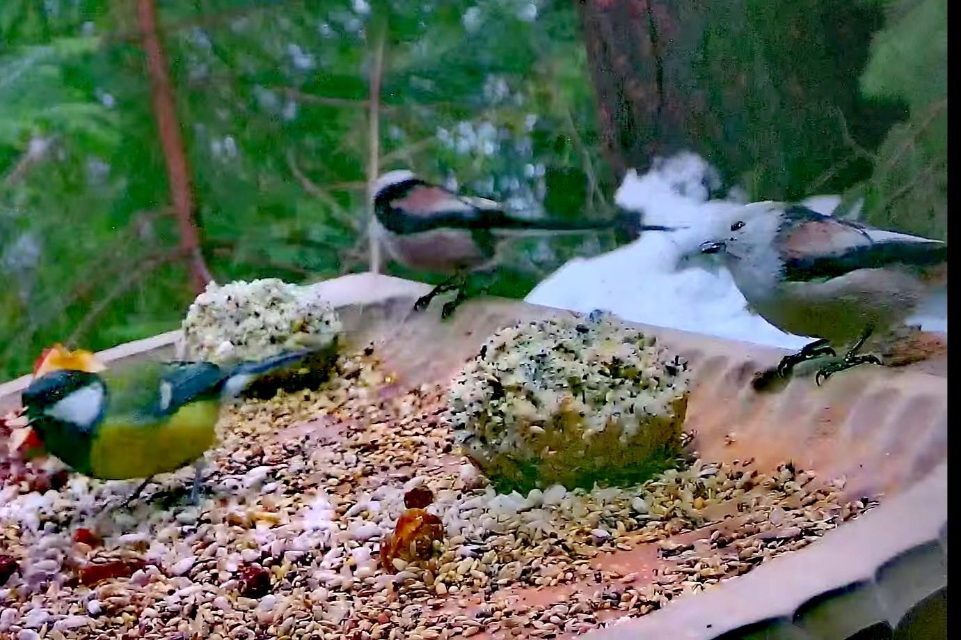 livebirdspoland_2e13f748a3930af46d9a9d5df0f64815.jpg