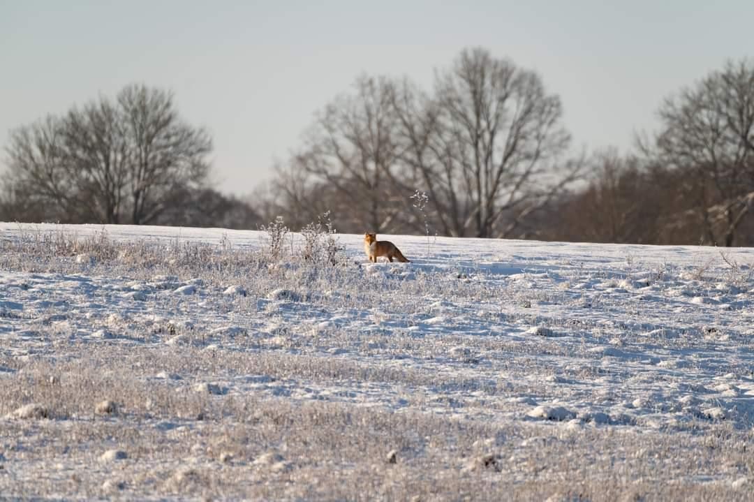 livebirdspoland_24f340bc23dc2c2c0b6e5e94d40e8d49.jpg