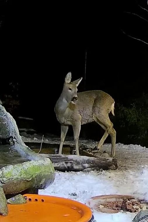 livebirdspoland_76f0320ccdcf2189af7fe3163813a1eb.jpg