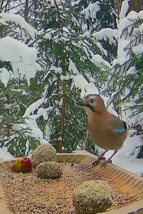 livebirdspoland_69d649b0da2208b0d9c7e6f336a5ef78.jpg