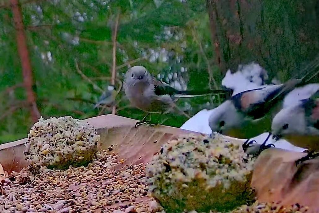 livebirdspoland_f95069e97bbc002a52ba1f422185f740.jpg
