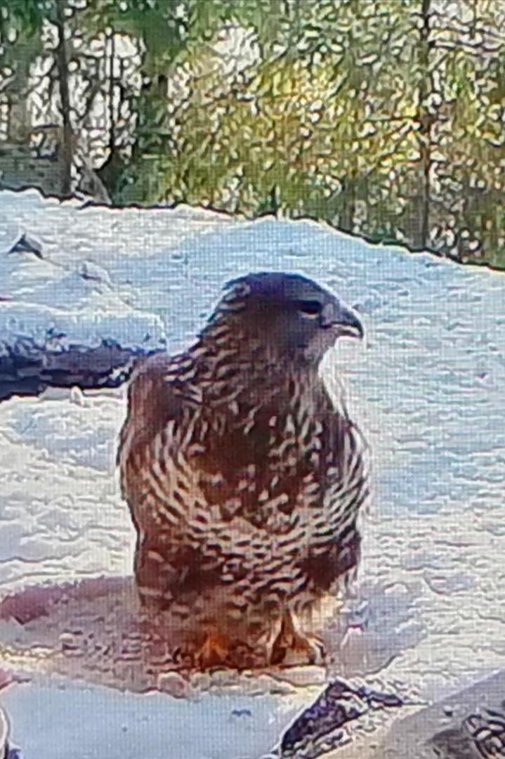 livebirdspoland_2469a33729ea323fd33781109faa4c5c.jpg