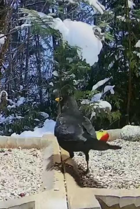 livebirdspoland_6b19689182e0e1a94dca526aa334c058.jpg