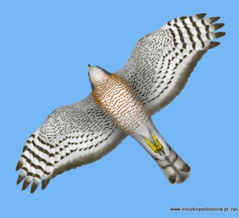 livebirdspoland_fe1a87e06040bf5c9375c075eecff0d7.png