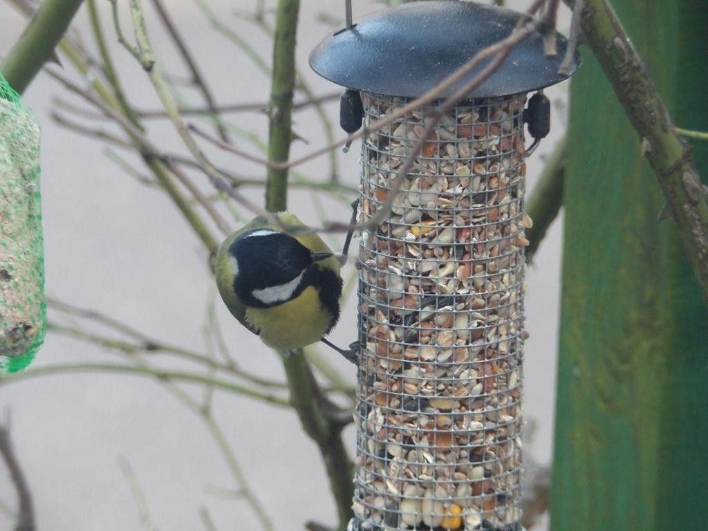 livebirdspoland_0d2bf6a20f2ba3632e9d56a19309e36a.jpg