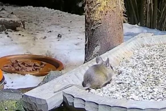 livebirdspoland_128888aff75809801fc62c85b86fe8ee.jpg