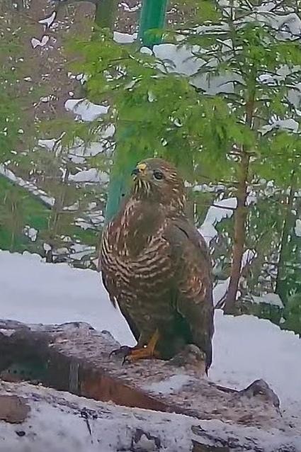 livebirdspoland_a56cd1c7ae050542aa0056a4b5698400.jpg