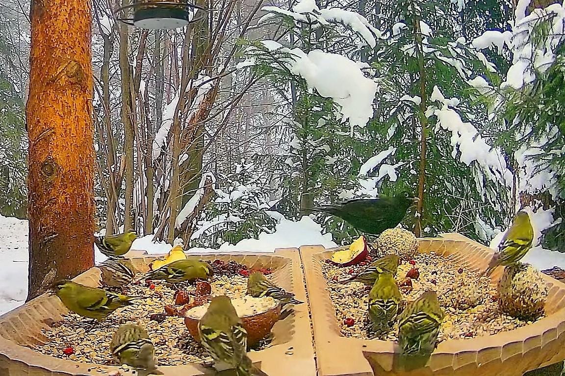 livebirdspoland_38541865475ddc791b6e1e4578c279b1.jpg