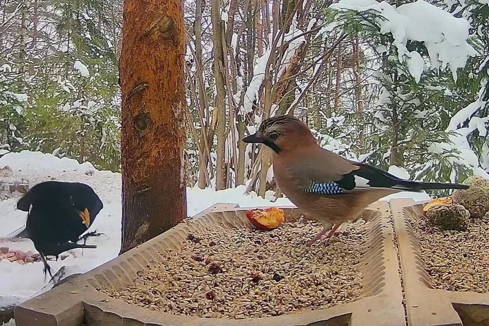 livebirdspoland_1f2bfe2d55fd14ffda9d6cdf796106af.jpg