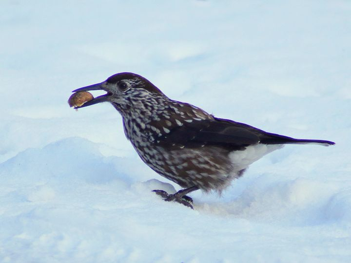livebirdspoland_b97bac3108a91083b18a6cb84eae9ef5.png