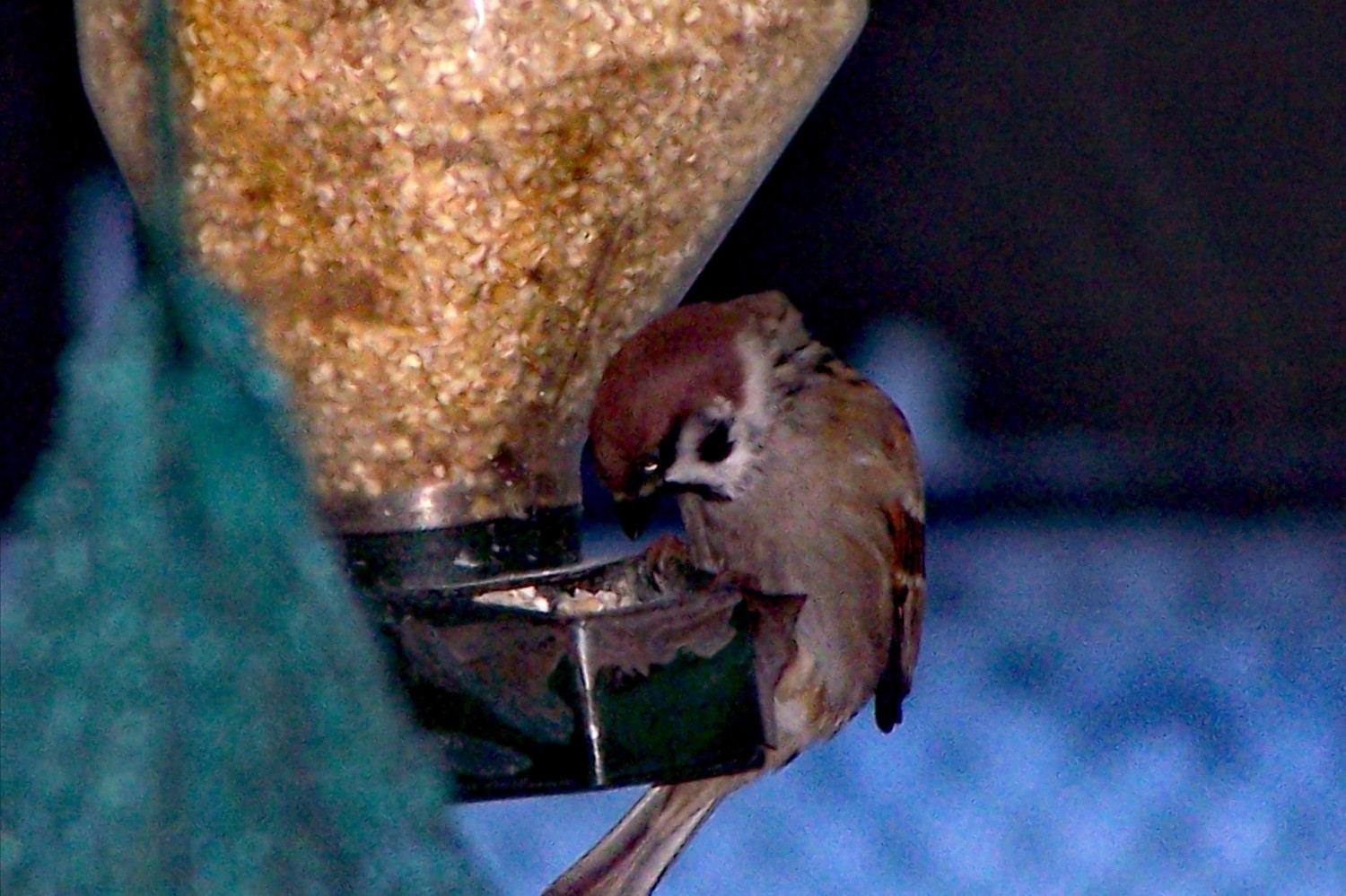 livebirdspoland_1a7cc11bdff29beefbe5f18550c4b34d.jpg