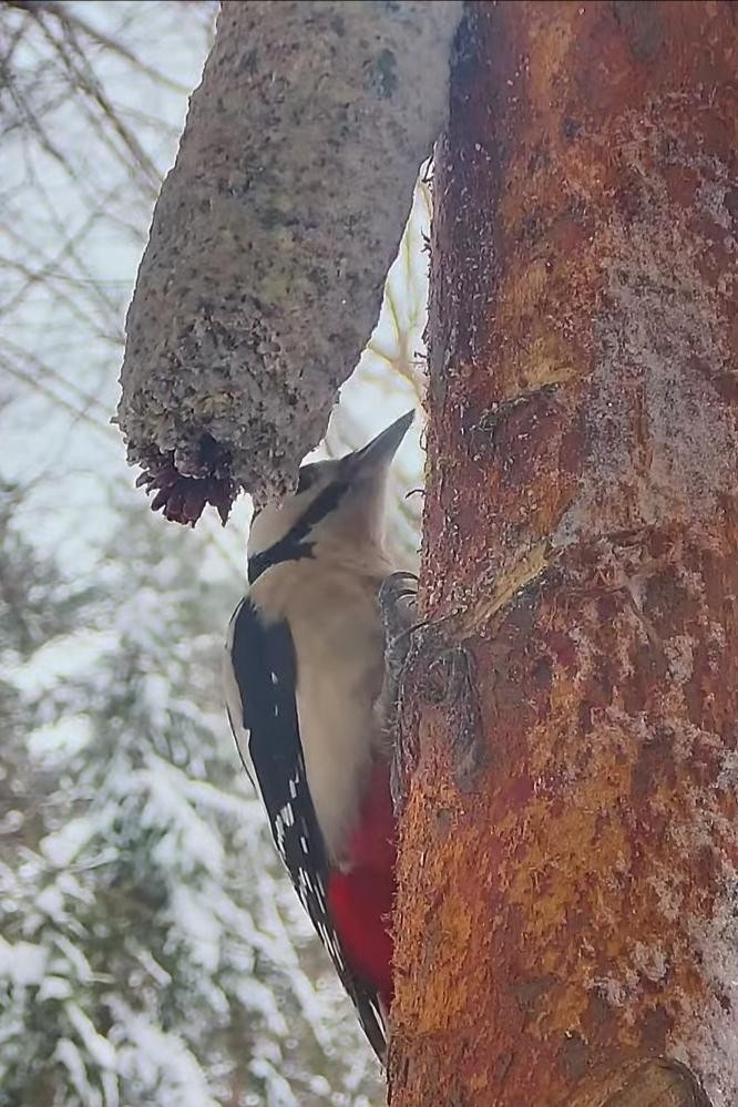 livebirdspoland_efd4d46ac42cd336ef4da7f16c68213d.jpg