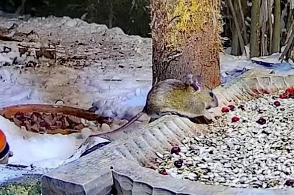 livebirdspoland_9ffc9e55fe2e89fd97b8a7aea756f19a.jpg