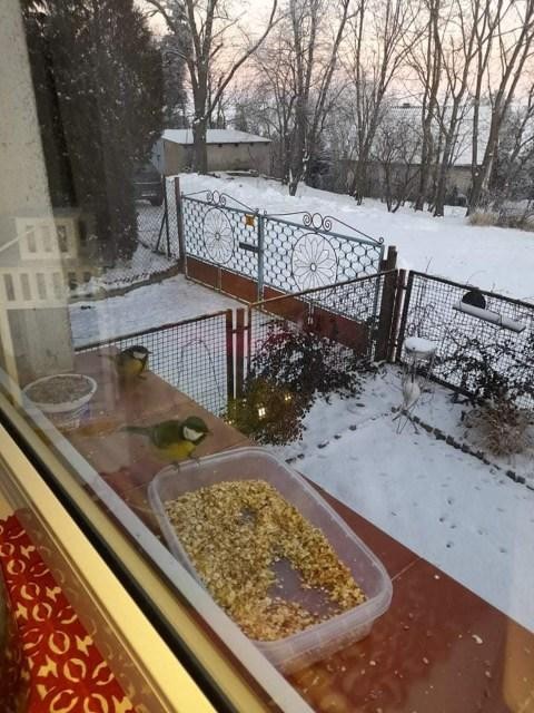 livebirdspoland_e92973fa6465ad6258e00f835ca9a6f1.jpg