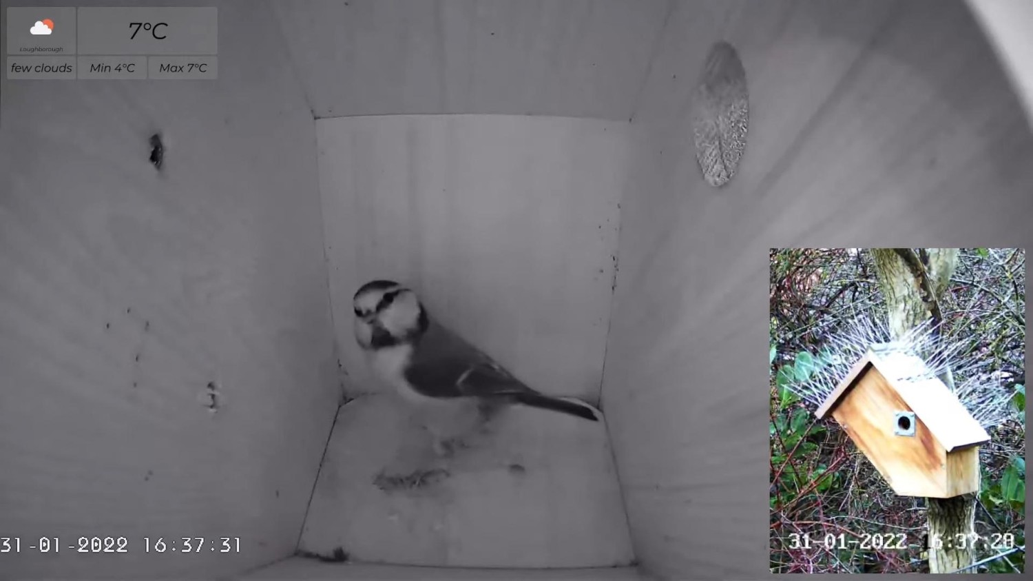 livebirdspoland_444c0659f5f87620e441b1c332c9ed81.jpg