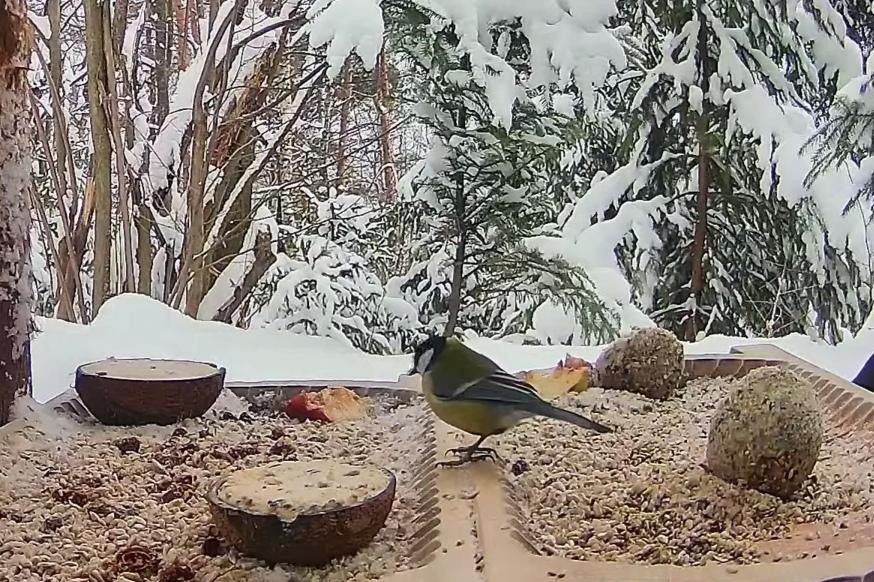 livebirdspoland_fa5eaca2b6f6bd51e7b61a4e93dd7260.jpg
