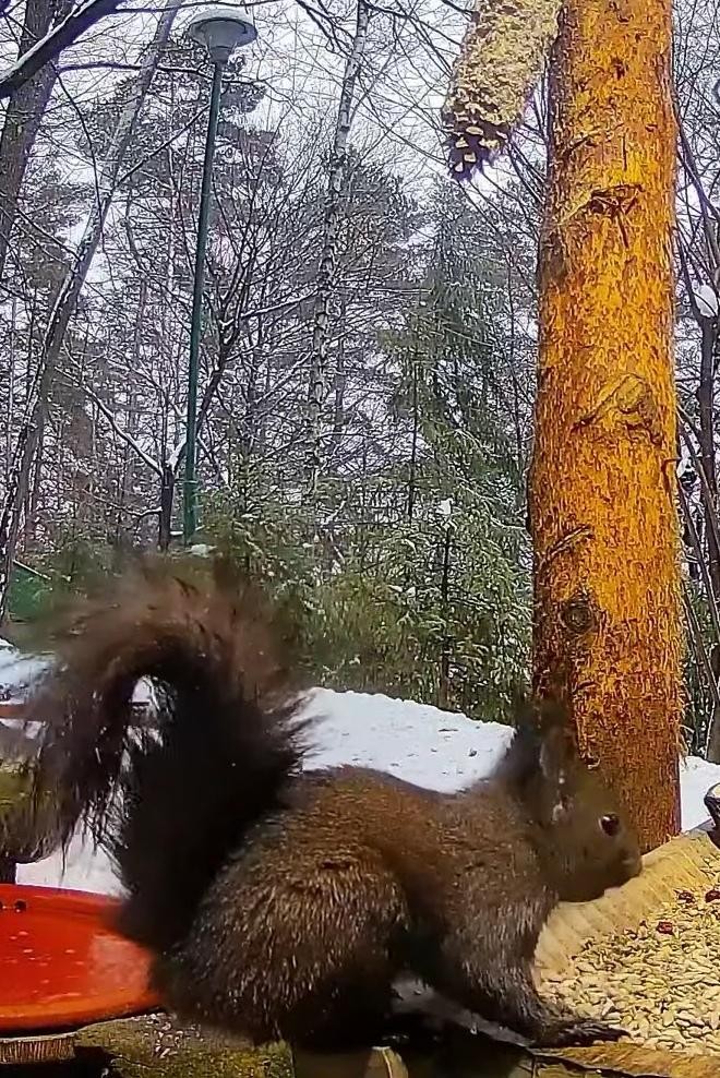 livebirdspoland_fda7f207f4af91912d5b6f5287fb237d.jpg
