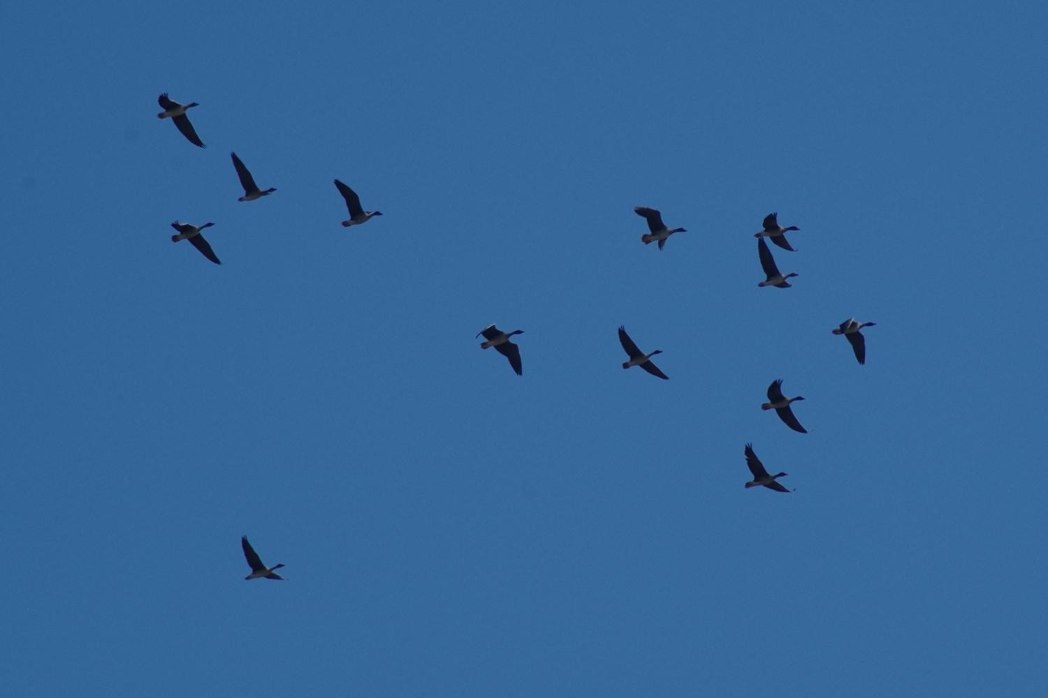 livebirdspoland_5223dec3c83ab0f56c4d922abb6e4a40.jpg