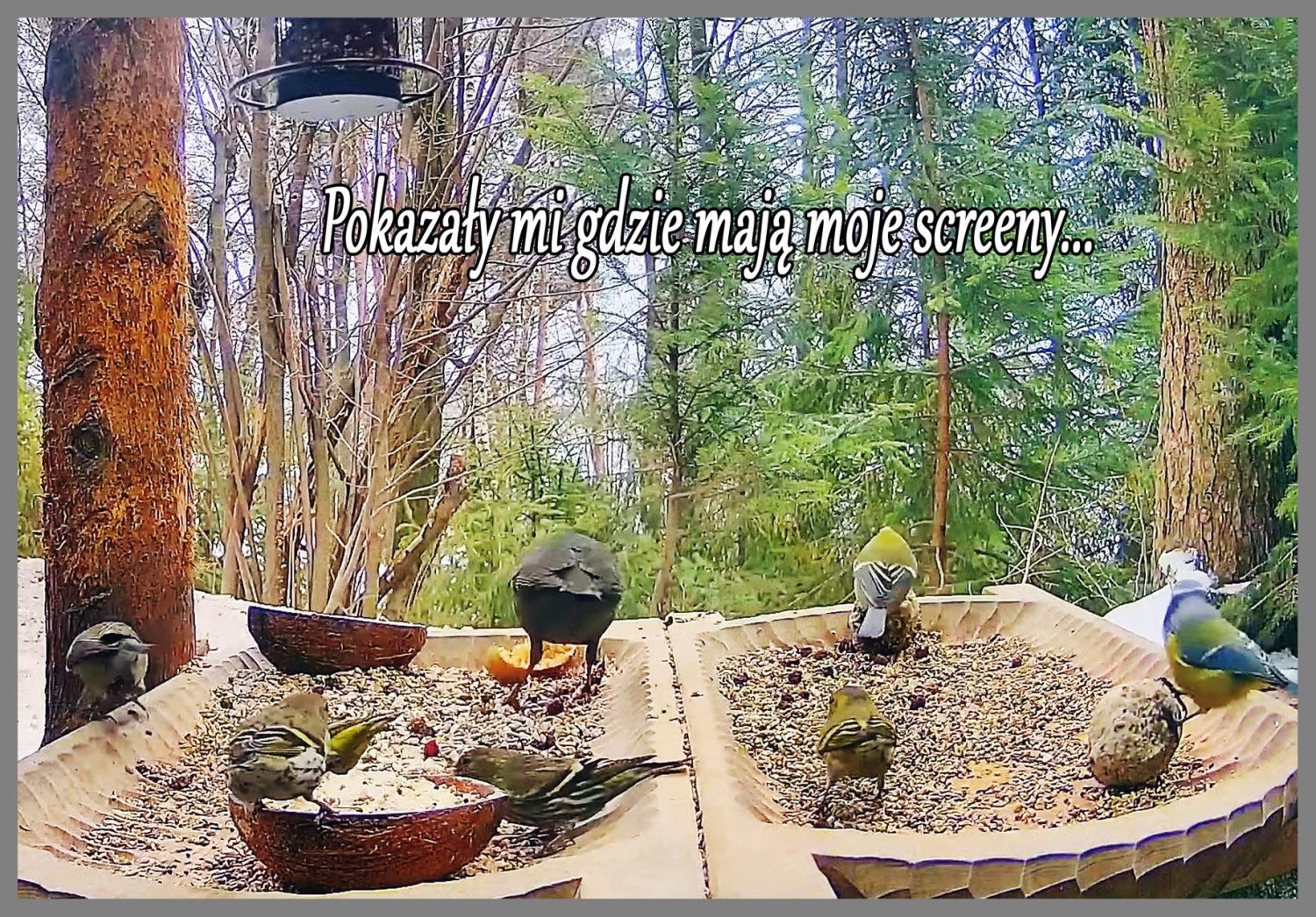 livebirdspoland_f5ac308706076a2562dfd48067bec346.jpg