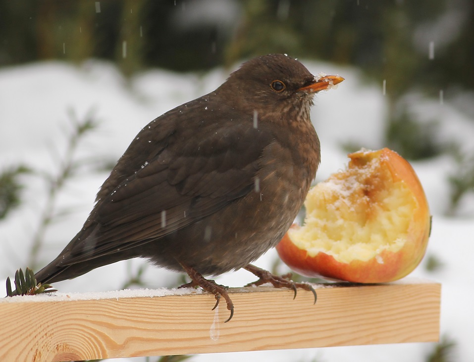 livebirdspoland_ec3ccff35ed62e1608b3cccbd559027e.png