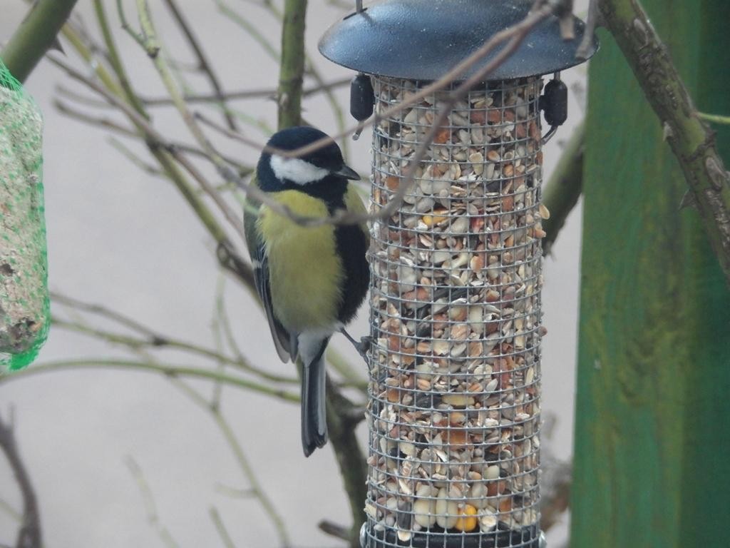 livebirdspoland_87d5a995d4c215b9812488dfbce7b717.jpg